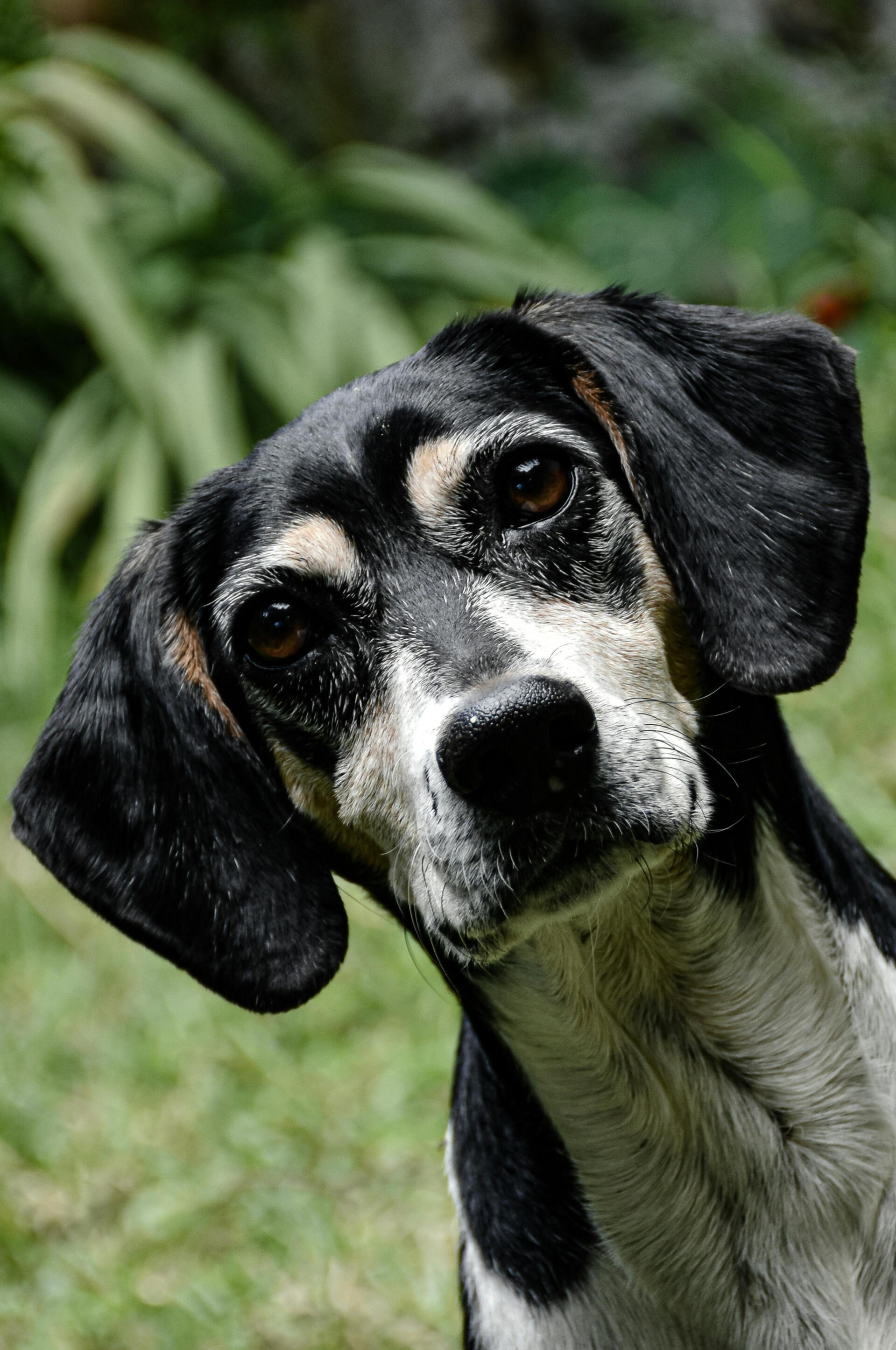 photo of dog